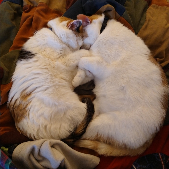 Meet your Posher, Cassandra - Picture 2 of 3